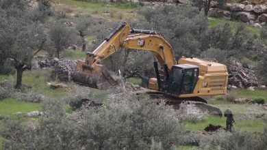 الاحتلال يقتلع مئات أشجار الزيتون غرب جنين ويهدد بتدمير مئات الدونمات الزراعية